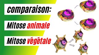 Comparaison de la mitose animale et végétale Quelles différences [upl. by Aeslek769]