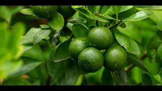 Developing an Efficient Micropropagation Technique for Citrus aurantifolia Enhancing Mass [upl. by Anawt]