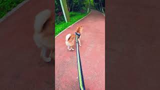 Happy Dog Visit The Park with His Hands Free Dog Leash dogleash handsfreedogleash dogwalk [upl. by Africah]