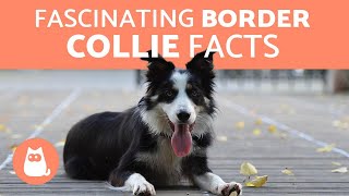 10 Fascinating Facts About the Border Collie [upl. by Schrick]