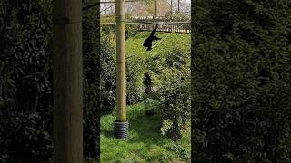 Gibbon annoying a Moorhen [upl. by Eirek]