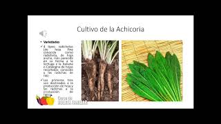 55 Cultivo achicoria [upl. by Hilda]