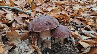 După hribi în pădurea mare de foioase hribi roșiatici am dat de ei 🍄🍄💪🏻😱 [upl. by Ardnohs]