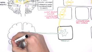 Parkinsons Disease Shaking Palsy  Clinical Presentation and Pathophysiology [upl. by Noied916]