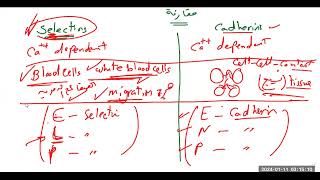 جزيئات الالتصاق على سطح الخلايا Cell adhesion molecules CAM Cadherin Integrin Selectin IgCAM [upl. by Leraj]