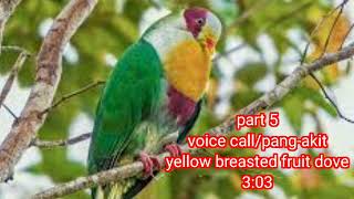 yellow breasted fruit dove  two different sounds  like subscribe [upl. by Asyral156]