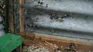 Wasps Nests Destroyed £2950 Manchester Cheshire Lancashire [upl. by Yellek]