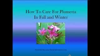 Plumeria  How to Care for Plumeria  Plumeria Care in the Fall and Winter [upl. by Edrahc]