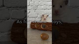 How To Prevent Mite Infestation In Your Hamstershorts hamsters hamstercare mitesprevention pets [upl. by Erdne]