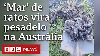 Megainfestação de ratos devasta fazendas na Austrália [upl. by Emina]