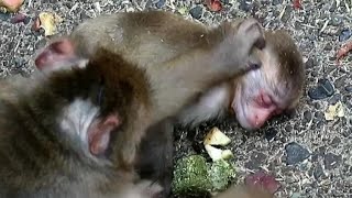 Bad condition baby monkey mom tries to help it with water [upl. by Lichtenfeld]