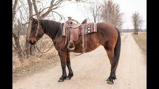 Mast  Bay Mare [upl. by Leatrice]