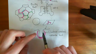 Clathrin Mediated Endocytosis and The Endocytic Pathway Part 4 [upl. by Eniac]