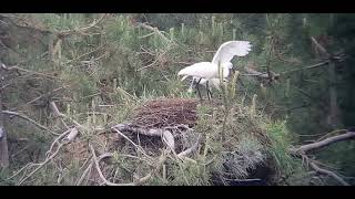 Spoonbills gathering nesting material from an old unused White Stork nest [upl. by Naik]