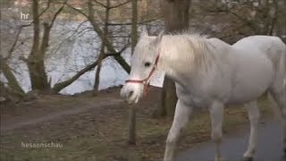 Pferd geht in Frankfurt immer allein spazieren [upl. by Eanad300]