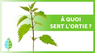 BIENFAITS DE LORTIE 🌿💚 Propriétés médicinales UTILISATION et CONTREINDICATIONS [upl. by Naujak817]