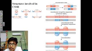 Genetic recombination lecture 2  site specific recombination [upl. by Rollie599]