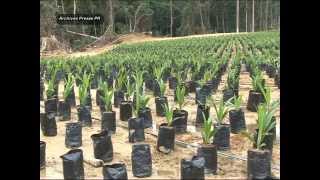 Reportage sur la plantation de palmier à huile dOlam à Kango [upl. by Almeeta78]