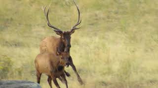 Elk Rut  bull chasing cow elk [upl. by Enaamuj]