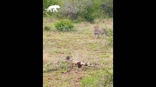 Leopardo intenta cazar a unos perros salvajes que estan dormidos [upl. by Ttayh156]