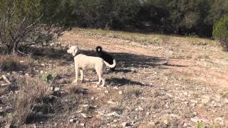 Labradoodles Tracking A Deer [upl. by Nolahp328]