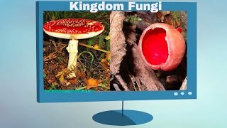 Kingdom Fungi Characteristics [upl. by Elmo]