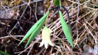 MyNature Apps Identifying Wild Oats Uvularia sessilifolia [upl. by Terrell49]