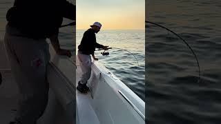 Jigging over bluefin on Daiwa Saltist MQ hookedupfishing sailfish266 bluefintuna [upl. by Molahs95]