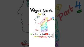 Vagus Nerve  10th Cranial Nerve  CN X  Neuroanatomy Part 4 …anatomy biology nclex mbbs [upl. by Geilich]