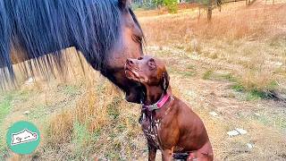 Dog Greets Her Horse Friend Every Day  Cuddle Buddies [upl. by Aleron]