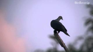 野鳥撮影・ カラスバト Japanese wood pigeon 12 [upl. by Nylarad]