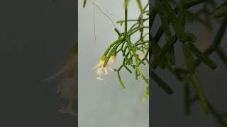 Rhipsalis The EASIEST Blooming Plant to Care For [upl. by Shewmaker]