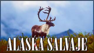 LA NATURALEZA SALVAJE DE ALASKA Una Lucha por Sobrevivir  Documentales Completos en Español [upl. by Celestyn]