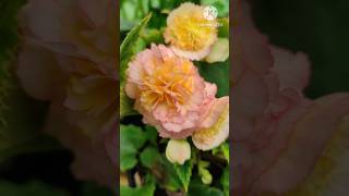 quotHow to Get Tons of Flowers on Your Begonia Plants  Expert Tips amp Tricksquot ytshorts begonia [upl. by Nytnerb]