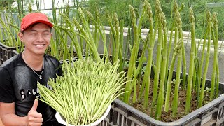 This Is How I Grow Asparagus On The Terrace For More Sprouts Fast Harvest [upl. by Persons]