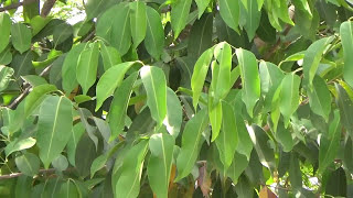 Tree Syzygium cumini evergreen tropical tree Or jambhul jamun Naaval PazhamNerale Hannu [upl. by Wengert]