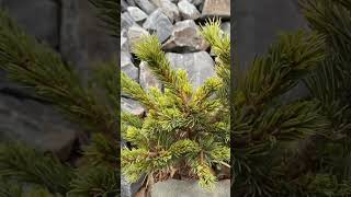 Pinus parviflora Hagoromo💚🌲💚101124🌲🍁 [upl. by Novel]