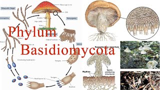 Kingdom Fungi  Basidiomycota වංශය [upl. by Suzette]