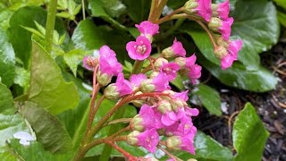 Bergenia Cordifolia  In Blooms April 25 [upl. by Nilerual627]