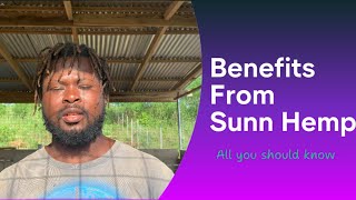 Benefits from Sunn Hemp [upl. by Daniala]