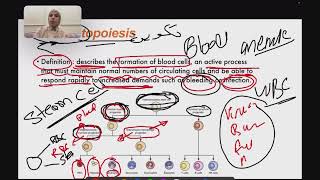 L1 Haematopoiesis P1 طب القادسية المرحلة الخامسة مادة علم الدم الكورس الاول [upl. by Festatus]