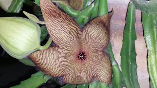 Amazing plantStapelia gigantea [upl. by Limak194]