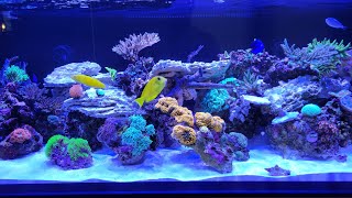 Innovative Marine EXT 200 Saltwater Mixed Reef Aquarium August 2023 Update and Review [upl. by Nitsir]