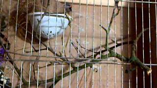 longtailed grass finch building there nest [upl. by Otsedom]