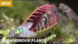 True Facts  Carnivorous Plants [upl. by Noside]