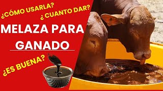 🚨 MELAZA PARA GANADO 🚨 🐂 MÁS ENERGÍA MÁS CARNE MÁS LECHE 🐂 [upl. by Eirallih493]