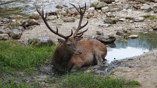 I cervi e le altre meraviglie del Parco Nazionale dAbruzzo in 4K [upl. by Dupuy513]