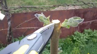 Paulownia tomentosa  experiment 1 video 62 [upl. by Yenmor]