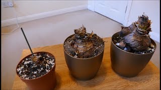 Amaryllis Update Dormancy January 2018 [upl. by Enicar957]