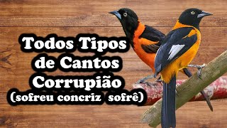 Todos Cantos de Corrupiao sofreu concriz sofrê [upl. by Llij]